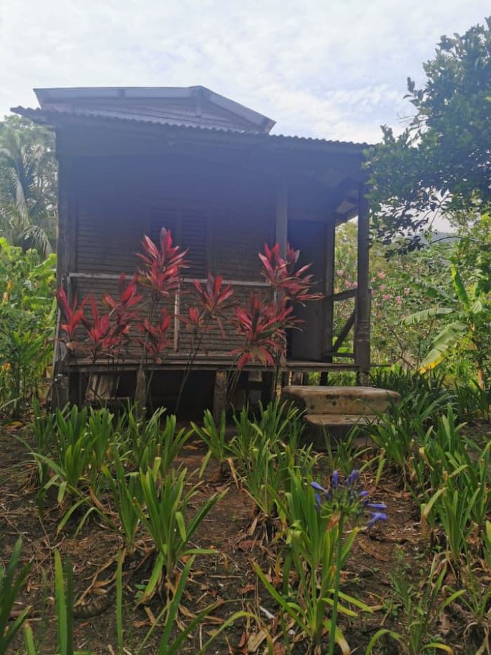 VENTA DE FINCA PARA SIEMBRA LA ISABELA LUPERON - 1