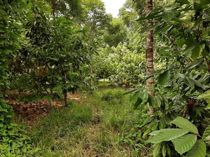 Finca de venta en Los Palmaritos, Rio San Juan. - 1
