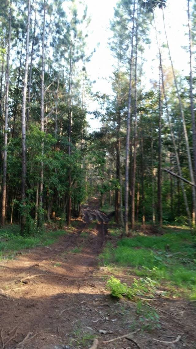 se vende 15000 tarea de tierra en san francisco de macoris - 1