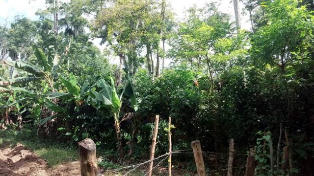 se vende 410 tarea de tierra en bonao sembrada de cacao - 1